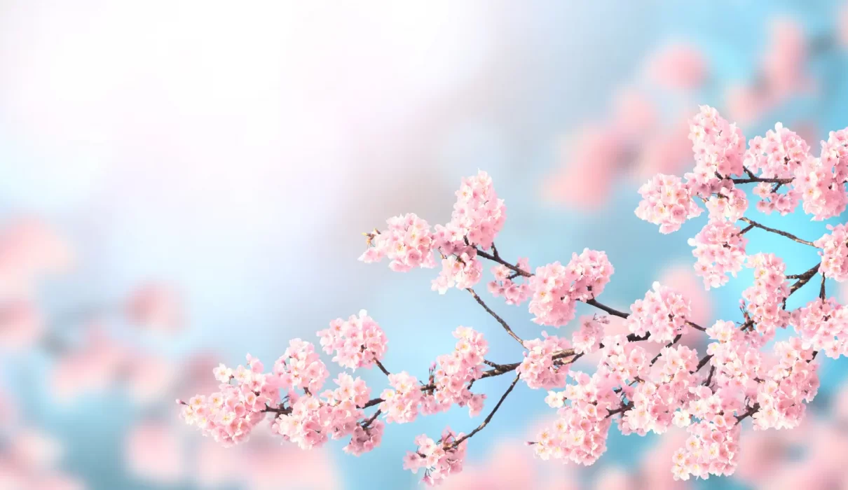 Sakura Büyüsü